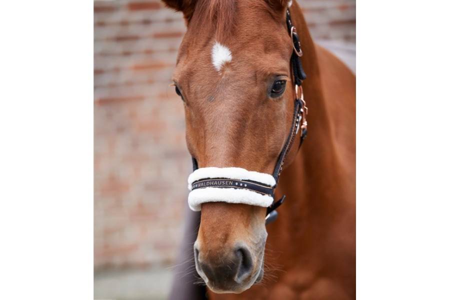 Cabezada Cuadra Waldhausen Elegant Negra/Rosa Gold |Cavall i Genet a