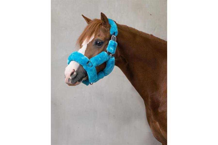 Cabezada Cuadra QHP Alaska Lana Azul Claro |Cavall i Genet a Equestrian