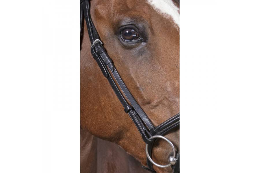 Brida Montar Norton Pro Fin Negra | Equestrian. Calvet Animals i Plantes.