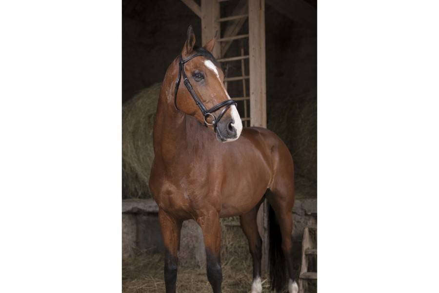Brida Montar Norton Pro Fin Negra | Equestrian. Calvet Animals i Plantes.