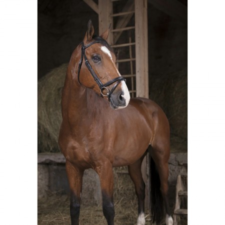 Brida Montar Norton Pro Fin Negra | Equestrian. Calvet Animals i Plantes.