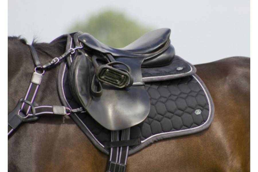 Salvadorsos QHP Eldorado Elegant | Equestrian. Calvet Animals i Plantes.