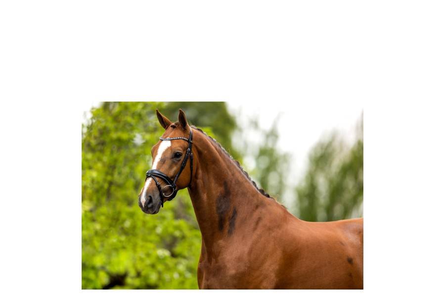 Brida Montar Inglesa BR Bristol Charol Negra | Equestrian. Calvet Animals