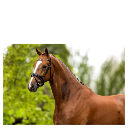 Brida Montar Inglesa BR Bristol Charol Negra | Equestrian. Calvet Animals