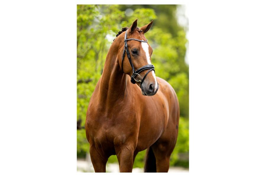Brida Montar Inglesa BR Bristol Charol Negra | Equestrian. Calvet Animals
