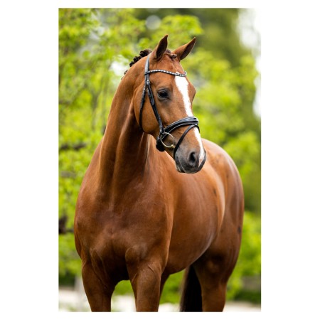 Brida Montar Inglesa BR Bristol Charol Negra | Equestrian. Calvet Animals