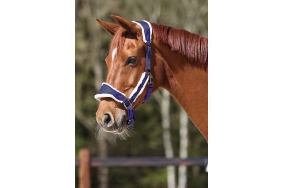Morralla Quadra QHP Classy Blau Marí |Cavall i Genet a Equestrian, Calvet