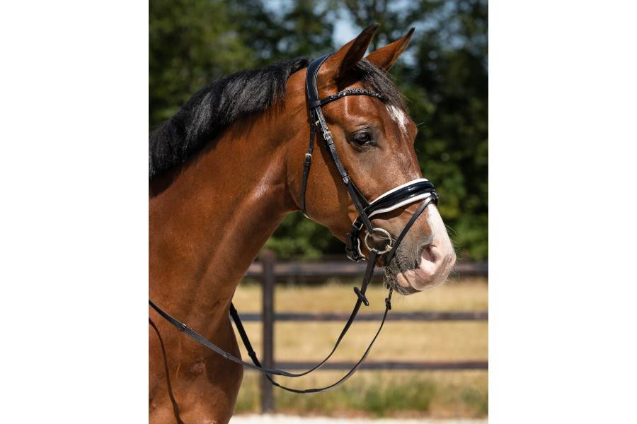 Brida Montar QHP Lupine Negra/Blanca | Equestrian. Calvet Animals i