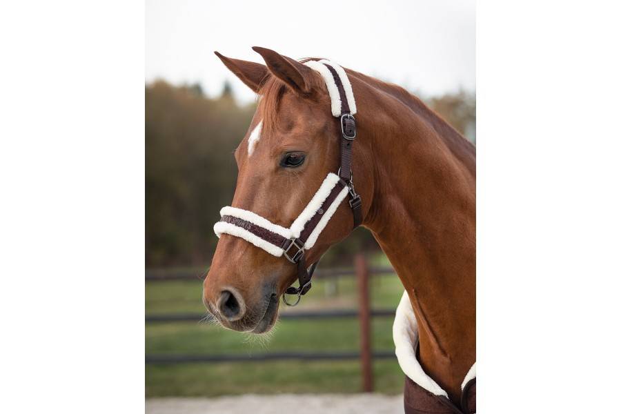 Morralla Quadra QHP + Ramal Julin Cafè |Cavall i Genet a Equestrian