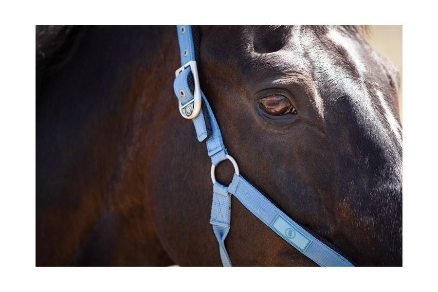 Cabezada Cuadra Br Eline Captain's Blue | Equestrian. Calvet Animals i