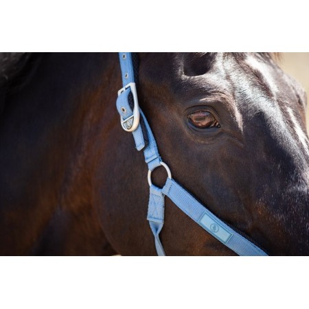 Cabezada Cuadra Br Eline Captain's Blue | Equestrian. Calvet Animals i
