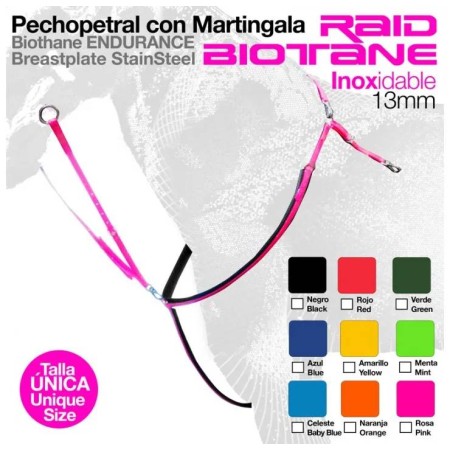 Pitpetral Raid Verd |Cavall i Genet a Equestrian, Calvet Animal i Plantes