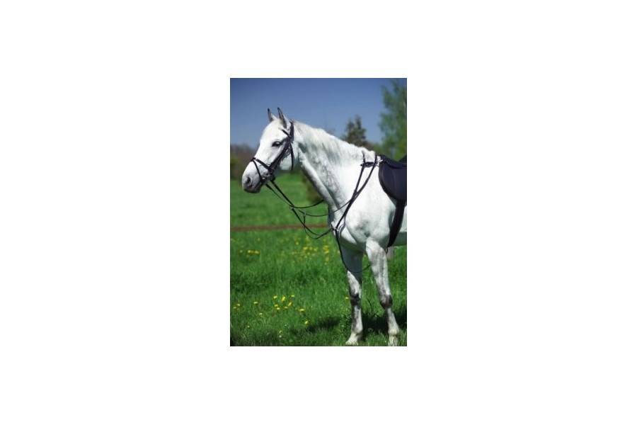 Pechopetral Raid Norton Negro | Equestrian. Calvet Animals i Plantes.