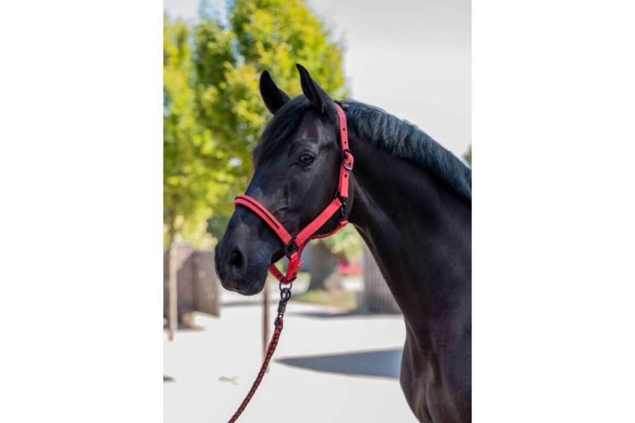 Cabezada Cuadra HKM Savona Style Roja | Equestrian. Calvet Animals i