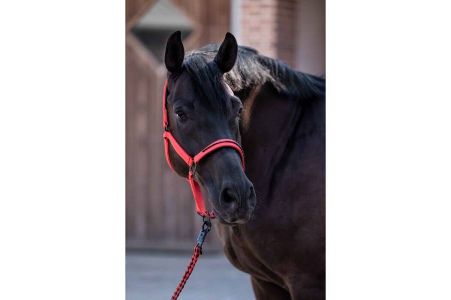 Cabezada Cuadra HKM Savona Style Roja | Equestrian. Calvet Animals i
