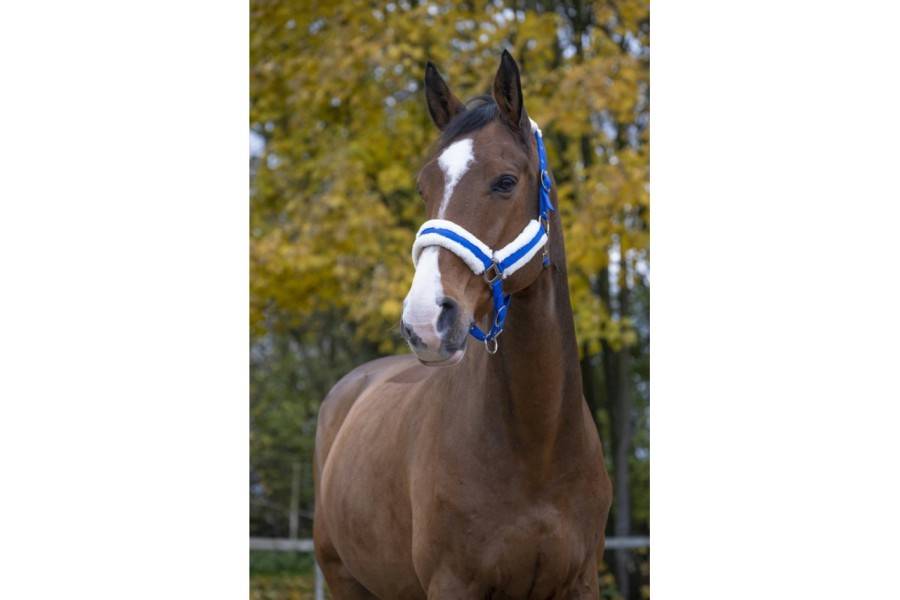 Morralla Quadra Norton Confort Llana Blava |Cavall i Genet a Equestrian