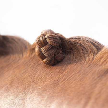 Cera Trenar QHP |Cavall i Genet a Equestrian, Calvet Animal i Plantes