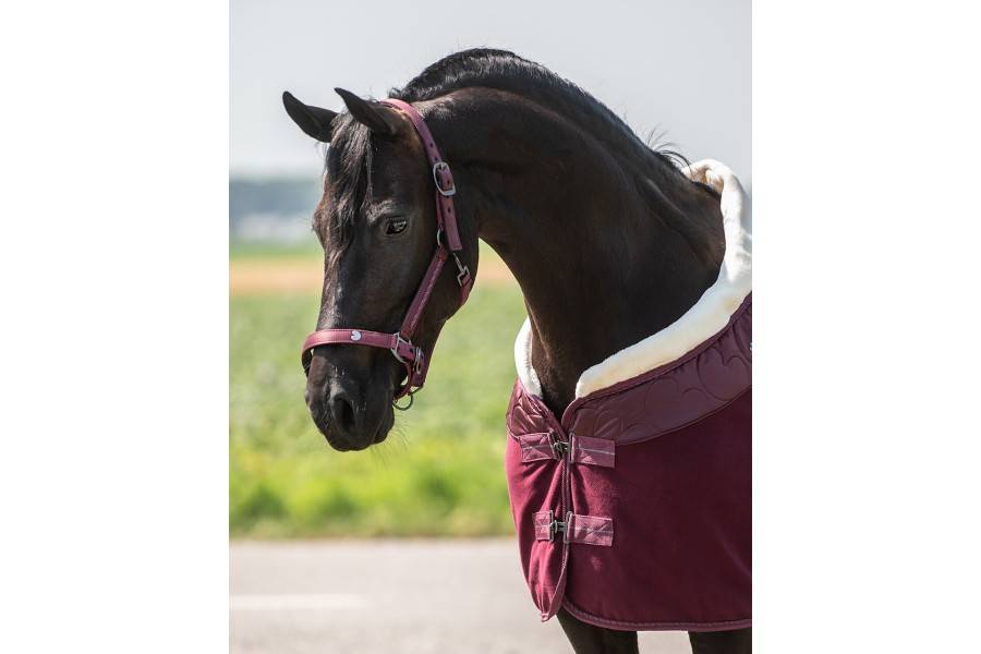 Cabezada Cuadra QHP + Ramal Lily Burdeos | Equestrian. Calvet Animals i