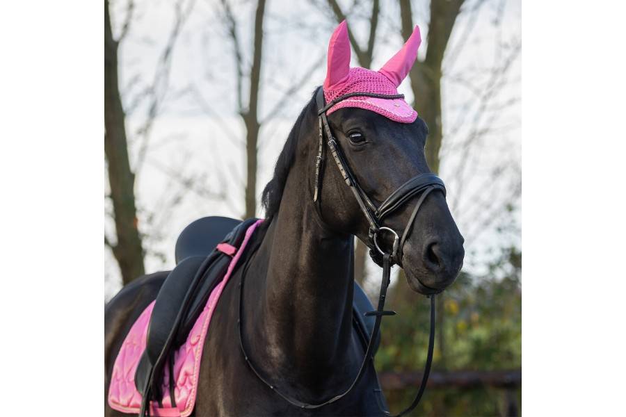 Orelleres QHP Valentine Rosa |Cavall i Genet a Equestrian, Calvet Animal i
