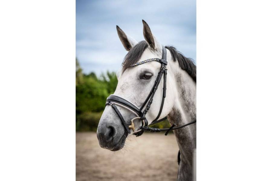 Frontalera HKM Eliana Lila Fosc |Cavall i Genet a Equestrian, Calvet