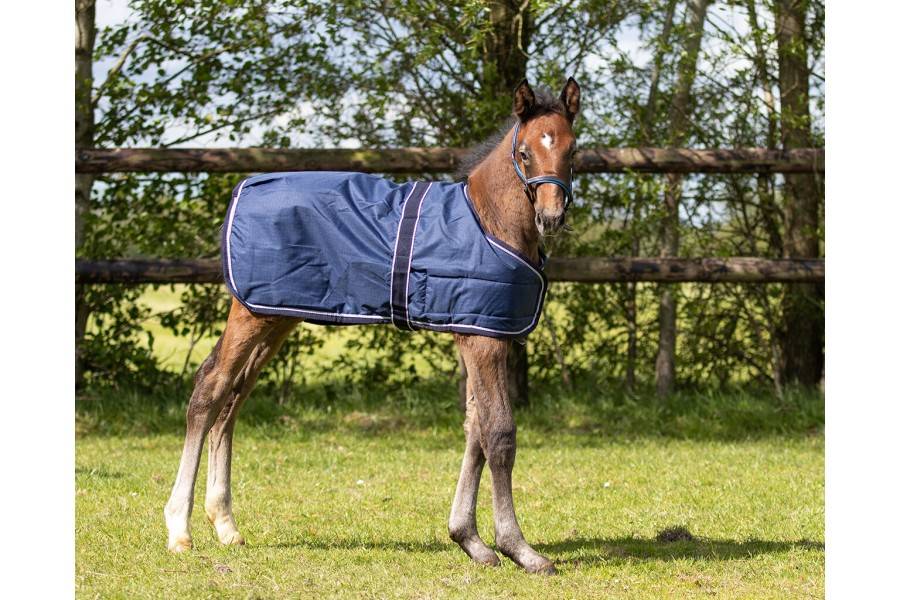 Manta Caballo Exterior QHP Potro 600D 100gr Azul Marino | Equestrian.