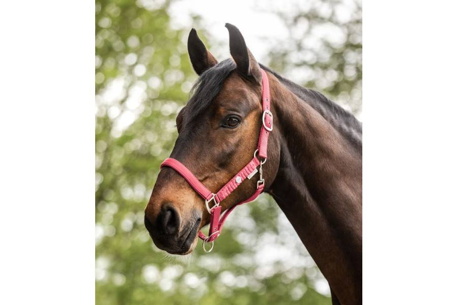Cabezada Cuadra Waldhausen Florenz Hibiscus | Equestrian. Calvet Animals i