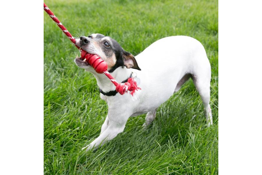Juguete Perro Kong Dental Cuerda para perros | Calvet Animales y Plantas