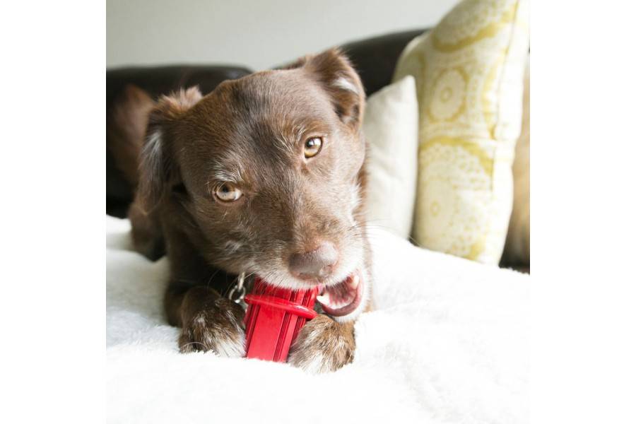 Juguete Perro Kong Dental Stick para perros | Calvet Animales y Plantas