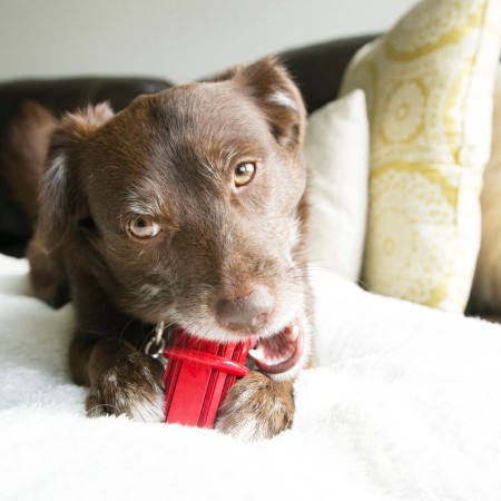 Joguina Gos Kong Dental Stick per gossos | Calvet Animals i Plantes