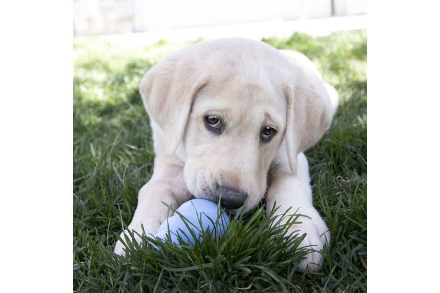 Juguete Perro Kong Puppy para perros | Calvet Animales y Plantas