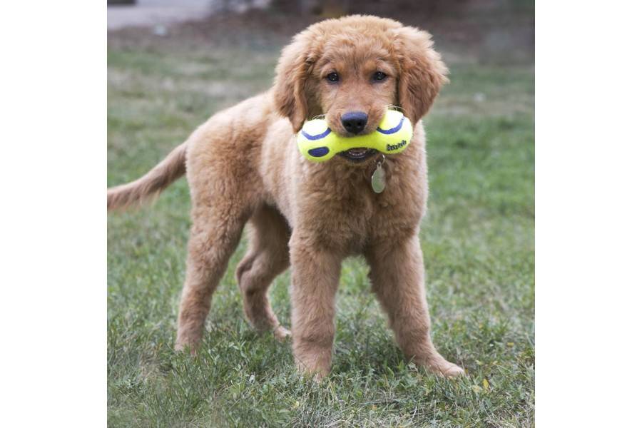 Juguete Perro Kong Squeaker Dumbbel para perros | Calvet Animales y Plantas