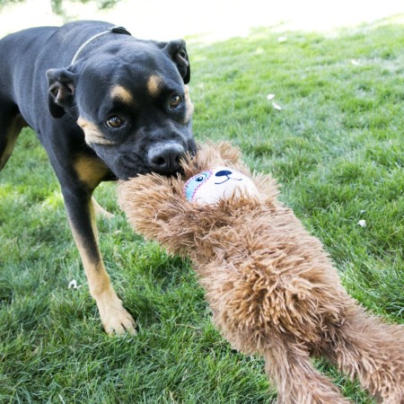 Juguete Perro Kong Tuggz Perezoso para perros | Calvet animals i plantes 2