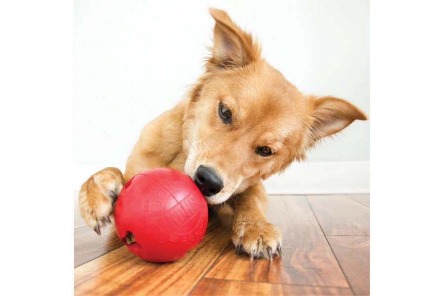 Joguina Gos Kong Biscuit Ball per gossos | Calvet Animals i Plantes