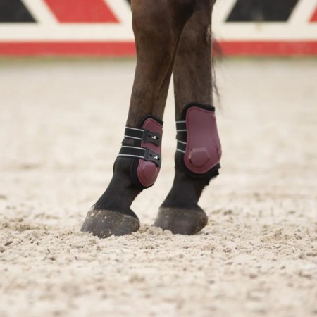 Protectors Darrera QHP Champion Bordeus |Cavall i Genet a Equestrian