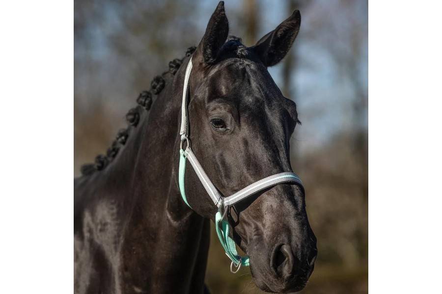 Morralla Quadra QHP Flore Verd Ice |Cavall i Genet a Equestrian, Calvet