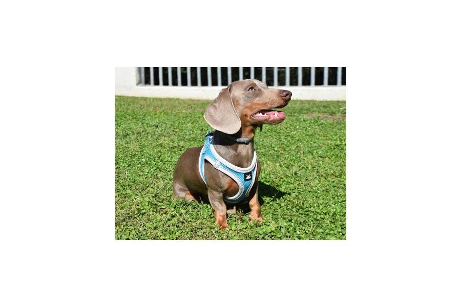 Arnés X-TRM Neo Azul para perros | Calvet Animales y Plantas