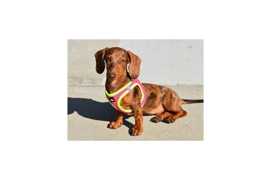 Arnés X-TRM Neo Fucsia para perros | Calvet Animales y Plantas