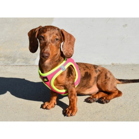 Arnés X-TRM Neo Fucsia para perros | Calvet Animales y Plantas