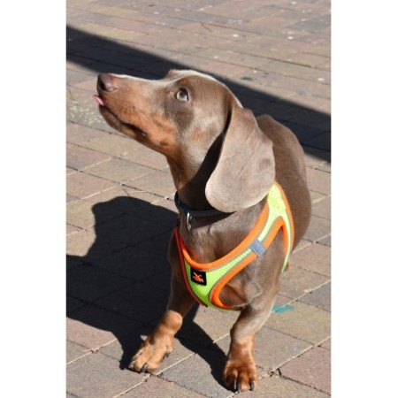 Arnés X-TRM Neo Amarillo para perros | Calvet Animales y Plantas 2