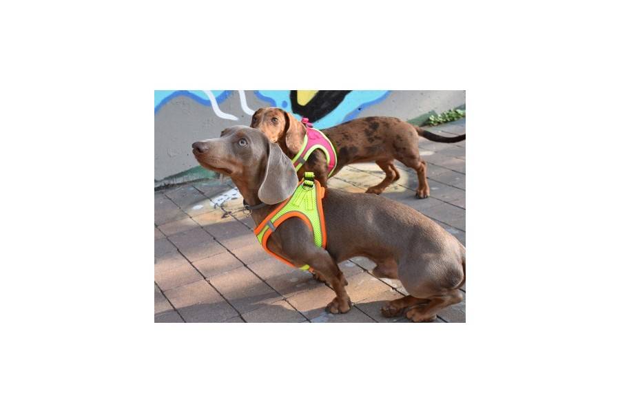 Arnés X-TRM Neo Amarillo para perros | Calvet Animales y Plantas