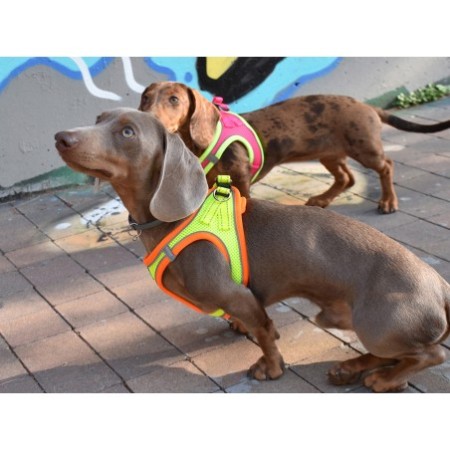 Arnés X-TRM Neo Amarillo para perros | Calvet Animales y Plantas