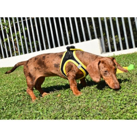 Arnés X-TRM Neo Negro para perros | Calvet Animales y Plantas 2