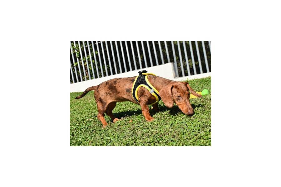 Arnés X-TRM Neo Negro para perros | Calvet Animales y Plantas