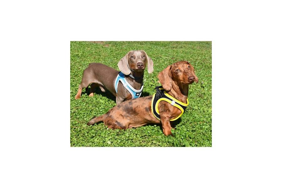 Arnés X-TRM Neo Negro para perros | Calvet Animales y Plantas