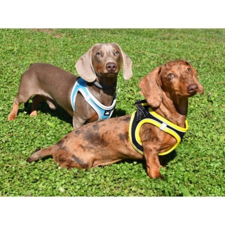 Arnés X-TRM Neo Negro para perros | Calvet Animales y Plantas