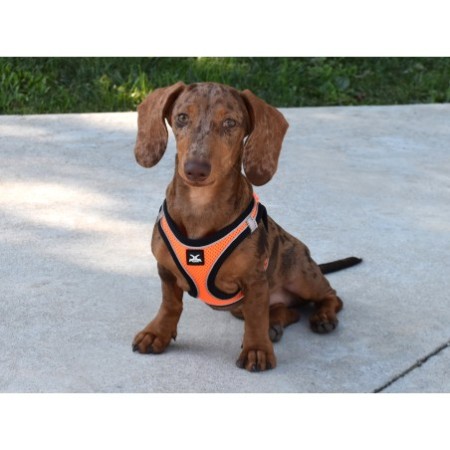 Arnés X-TRM Neo Naranja para perros | Calvet Animales y Plantas 2