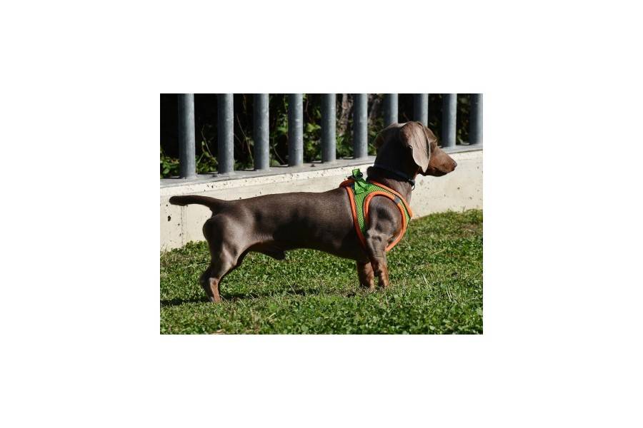 Arnés X-TRM Neo Verde para perros | Calvet Animales y Plantas