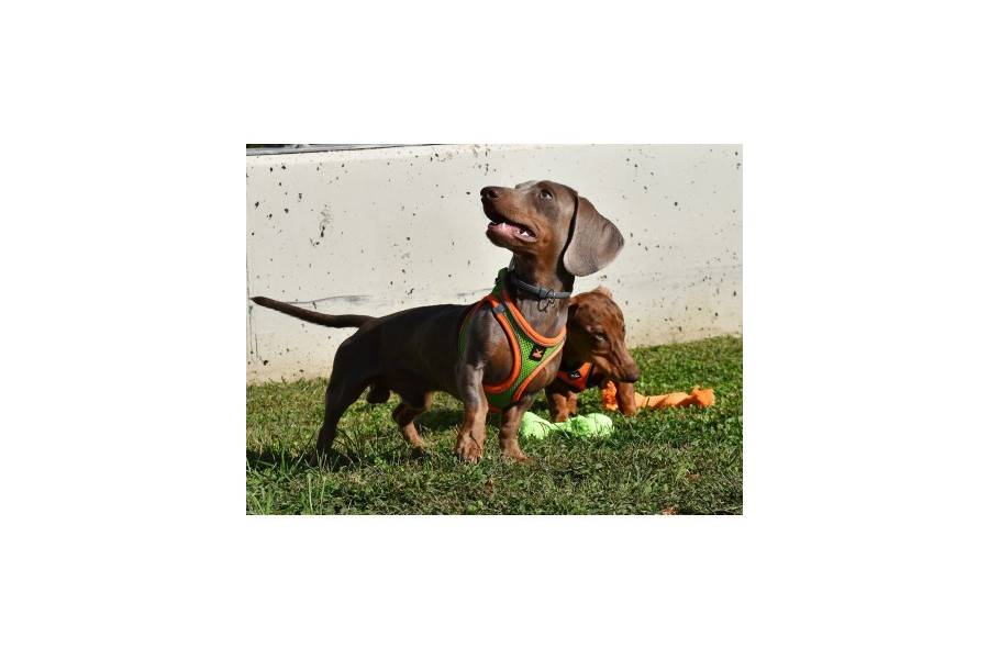 Arnés X-TRM Neo Verde para perros | Calvet Animales y Plantas