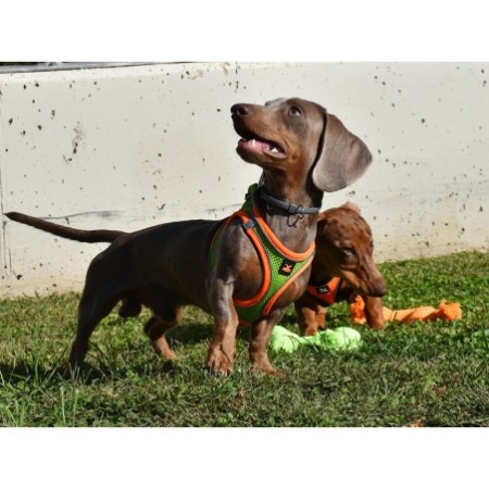 Arnés X-TRM Neo Verde para perros | Calvet Animales y Plantas