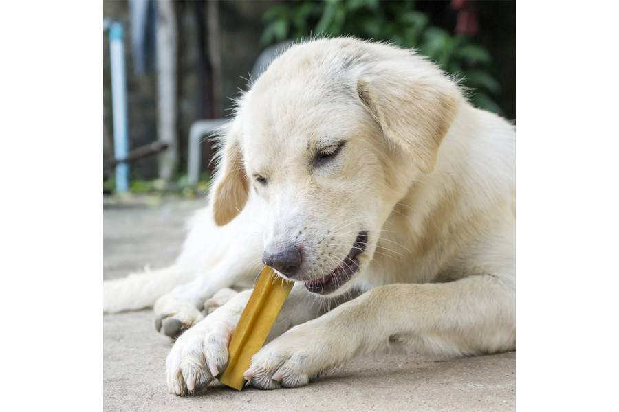 Churpi Barra para perros | Calvet Animales y Plantas